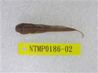 藏品(彈塗魚)的圖片